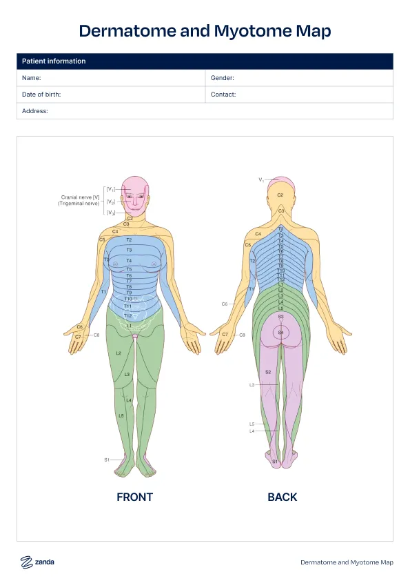 Preview of the Dermatome and Myotome Map body chart template