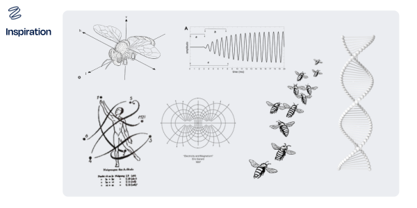 Various scientific and artistic illustrations used as inspiration for Zanda’s branding. Includes a bee diagram with flight axes, soundwave patterns, DNA helix, bee flight paths, and abstract geometric designs, symbolizing movement, structure, and natural energy.